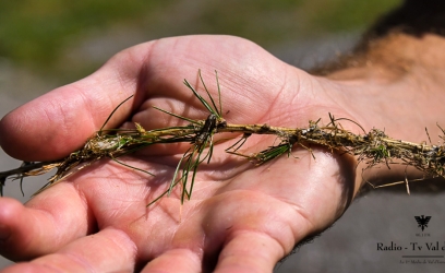 01072025-chenille-melezes