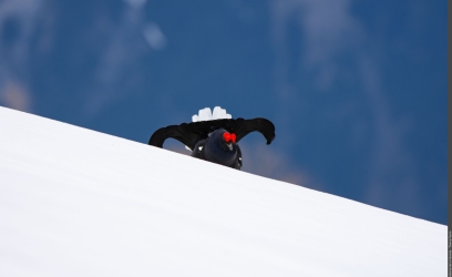 tetras-lyre-credit-thierry-faivre-2000px