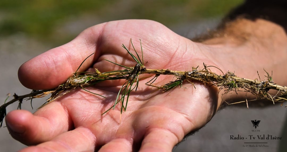 01072025-chenille-melezes