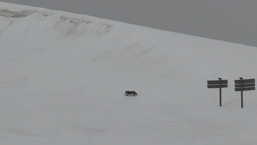 loup-fontaine-froide