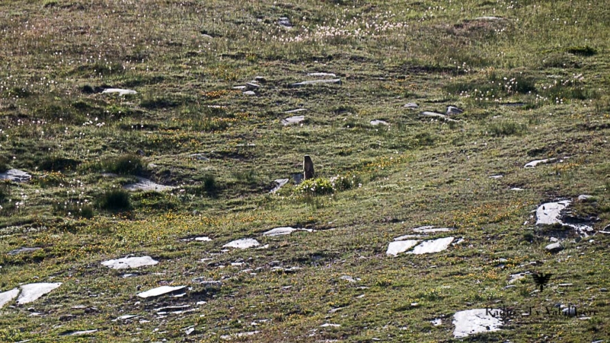 p1733698-1