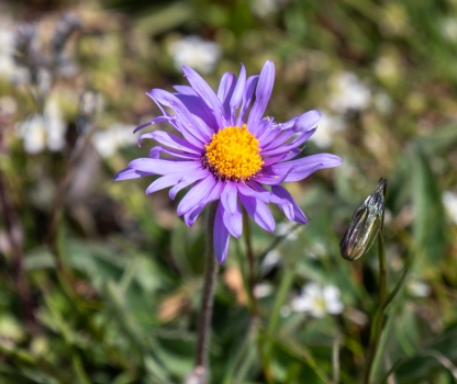 p1755465