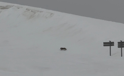 loup-fontaine-froide